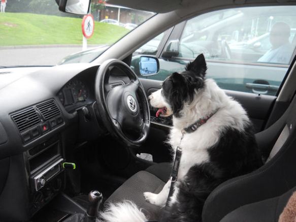 collie driving